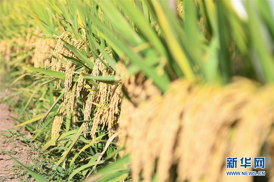 （圖文互動）（8）1046.3公斤！袁隆平第三代雜交水稻首次公開測產(chǎn)