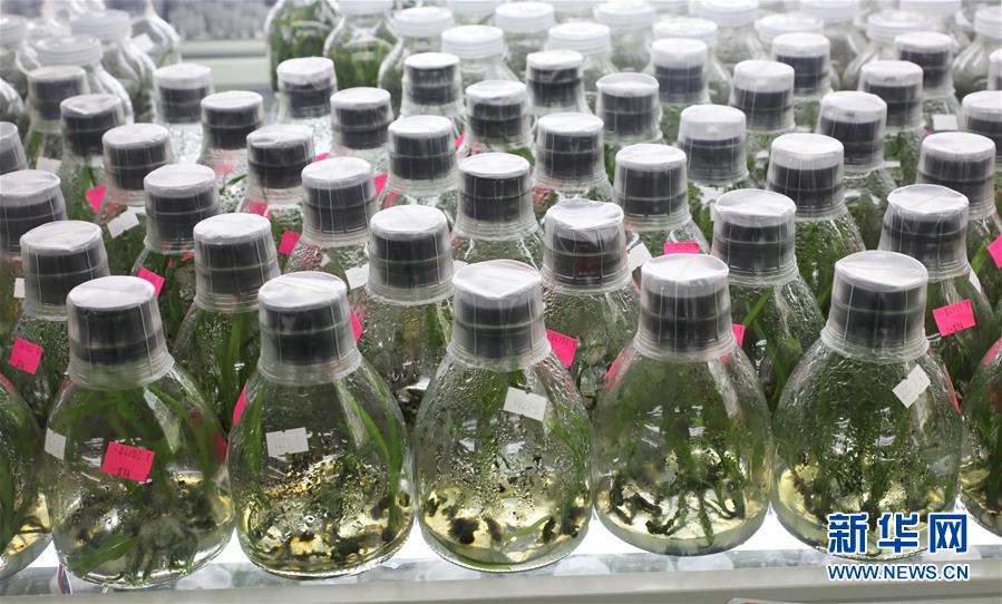 （在習(xí)近平新時(shí)代中國(guó)特色社會(huì)主義思想指引下&mdash;&mdash;新時(shí)代新作為新篇章&middot;總書(shū)記關(guān)心的百姓身邊事&middot;圖文互動(dòng)）（3）&ldquo;科技秀才&rdquo;給田野帶來(lái)新希望