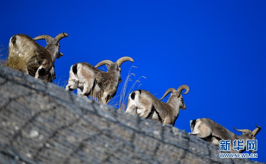 (行走中國·圖文互動)(5)青海三江源:在“神山圣湖”間尋覓“高原精靈”