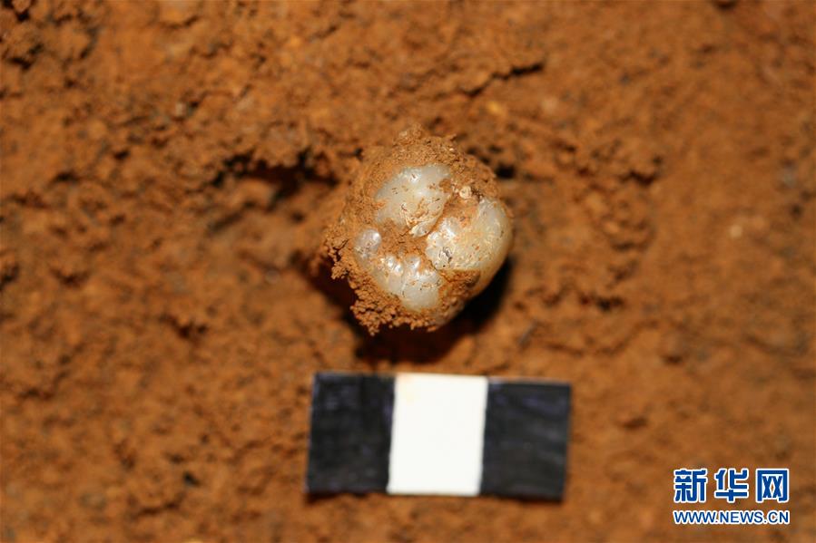 (圖文互動(dòng))(4)科學(xué)家成功從190萬年前巨猿化石中提取到遺傳物質(zhì)