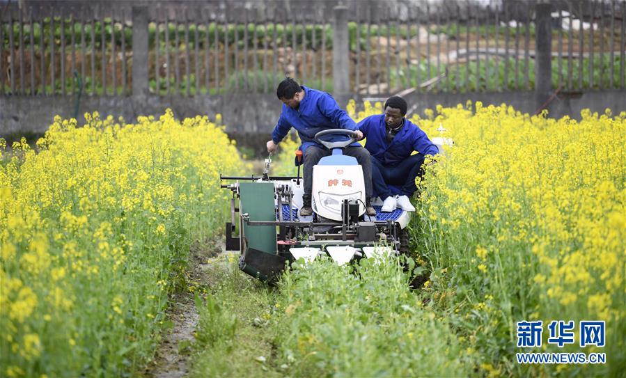 (在習(xí)近平新時(shí)代中國(guó)特色社會(huì)主義思想指引下——新時(shí)代新作為新篇章·總書(shū)記關(guān)切開(kāi)放事·圖文互動(dòng))(10)來(lái)中國(guó)“學(xué)種地”的“洋學(xué)生”
