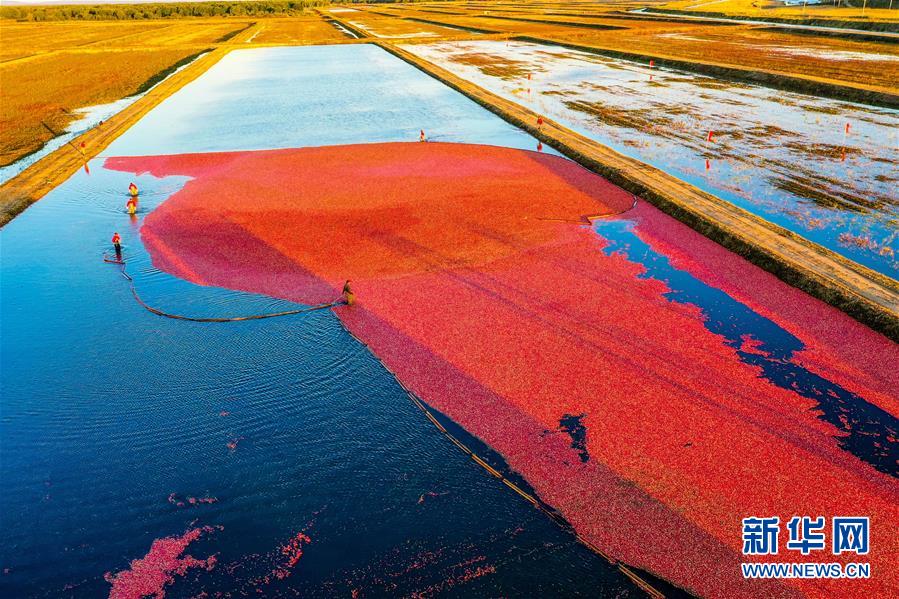 （脫貧攻堅&middot;圖文互動）（2）中國東極故事之五：蔓越莓為什么這樣紅？