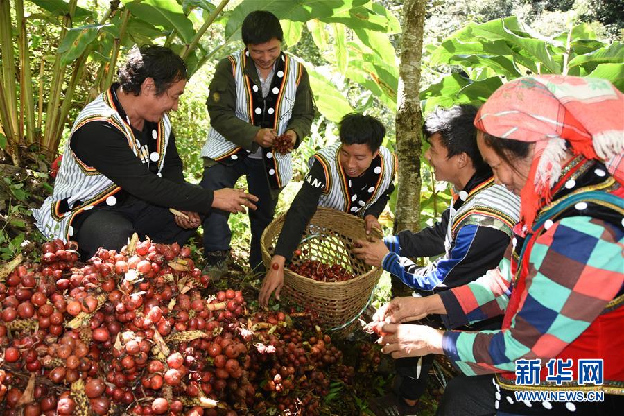 （在習近平新時代中國特色社會主義思想指引下&mdash;&mdash;新時代新作為新篇章&middot;總書記關切脫貧事&middot;決勝貧困&middot;圖文互動）（4）讓一方水土&ldquo;富養(yǎng)&rdquo;一方人&mdash;&mdash;扶貧特色產業(yè)惠及千家萬戶