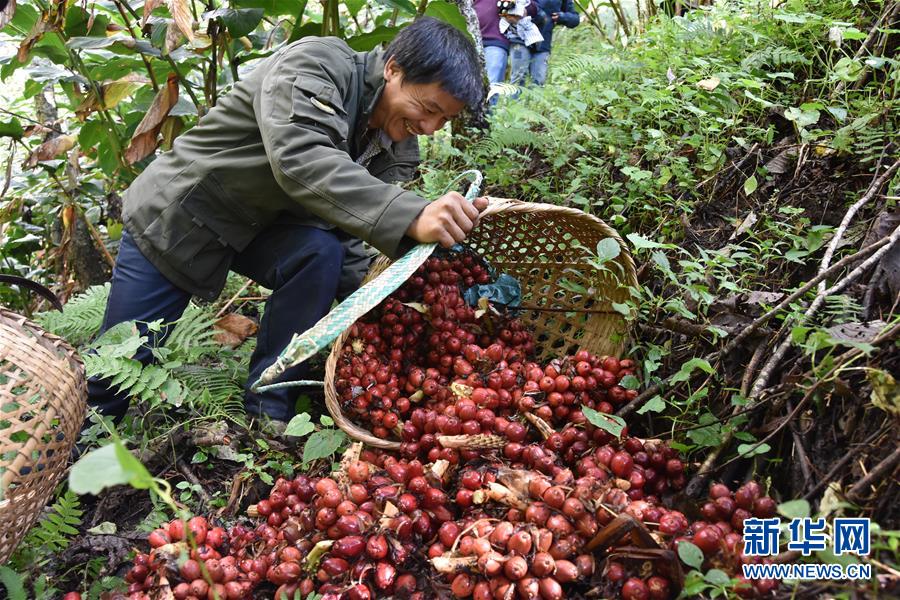 （在習近平新時代中國特色社會主義思想指引下&mdash;&mdash;新時代新作為新篇章&middot;總書記關切脫貧事&middot;決勝貧困&middot;圖文互動）（5）讓一方水土&ldquo;富養(yǎng)&rdquo;一方人&mdash;&mdash;扶貧特色產業(yè)惠及千家萬戶