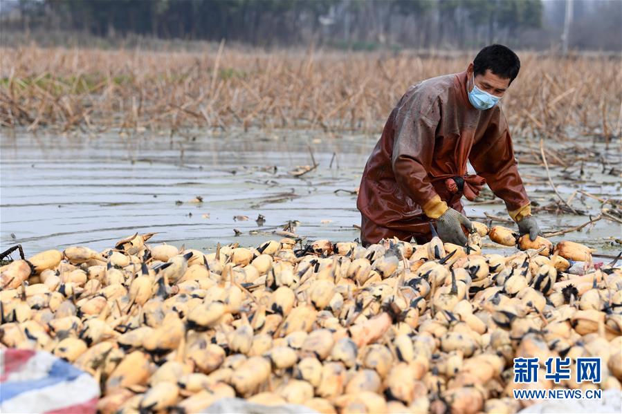 （經濟）（2）初春時節(jié)挖藕忙