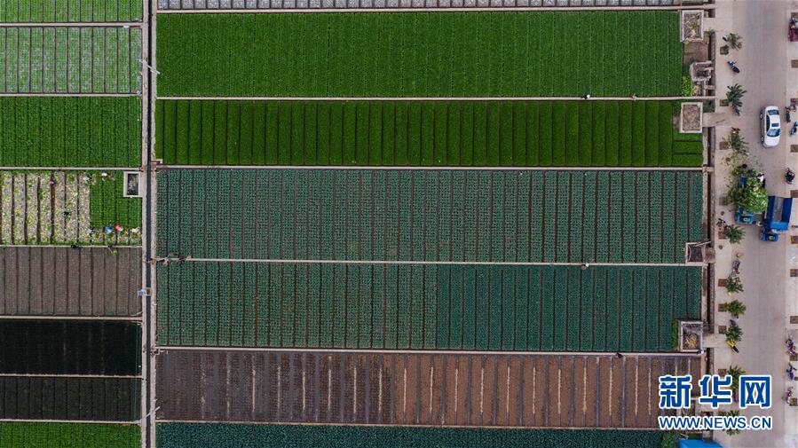 （抓好春耕備耕 穩(wěn)住農(nóng)業(yè)生產(chǎn)&middot;圖文互動）（1）&ldquo;栽種的是菜苗，收獲的是希望&rdquo;&mdash;&mdash;云南蔬菜集散地通海縣春耕見聞 