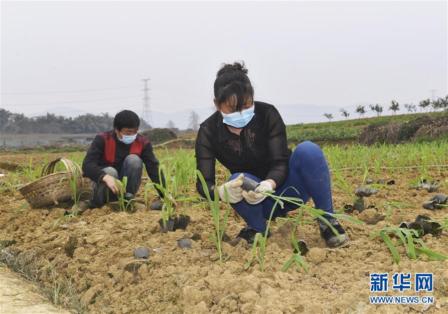 （在習近平新時代中國特色社會主義思想指引下&mdash;&mdash;新時代新作為新篇章&middot;習近平總書記關切事&middot;圖文互動）（5）為農(nóng)田注入硬核生產(chǎn)力&mdash;&mdash;一些地方春耕中農(nóng)業(yè)科技創(chuàng)新掃描