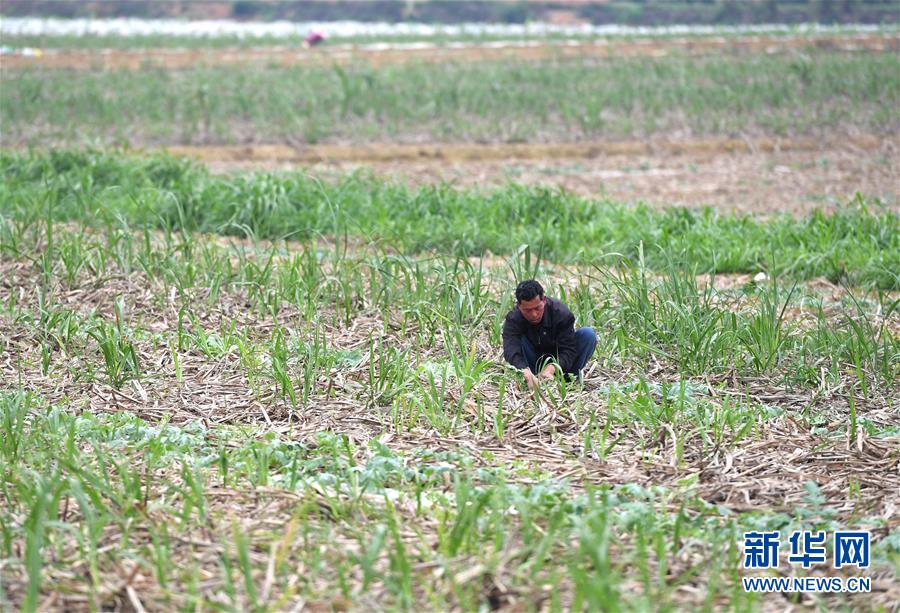 （抓好春耕備耕 穩(wěn)住農(nóng)業(yè)生產(chǎn)&middot;圖文互動(dòng)）（4）農(nóng)時(shí)不等人 扶貧不能拖&mdash;&mdash;種瓜大村春耕生產(chǎn)見聞 