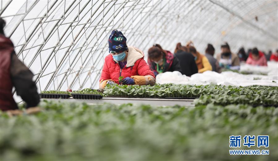 （新華全媒頭條&middot;圖文互動）（3）春色最濃在田間&mdash;&mdash;來自全國春耕備耕的現(xiàn)場觀察