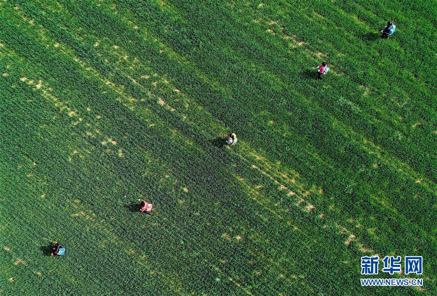 （新華全媒頭條&middot;圖文互動）（5）春天，匯聚復(fù)蘇的力量&mdash;&mdash;寫在2020年首季中國經(jīng)濟(jì)收官之際