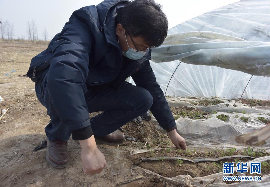 (脫貧攻堅(jiān)·圖文互動(dòng))(1)天津:惠豐前村種下脫貧致富“新希望”
