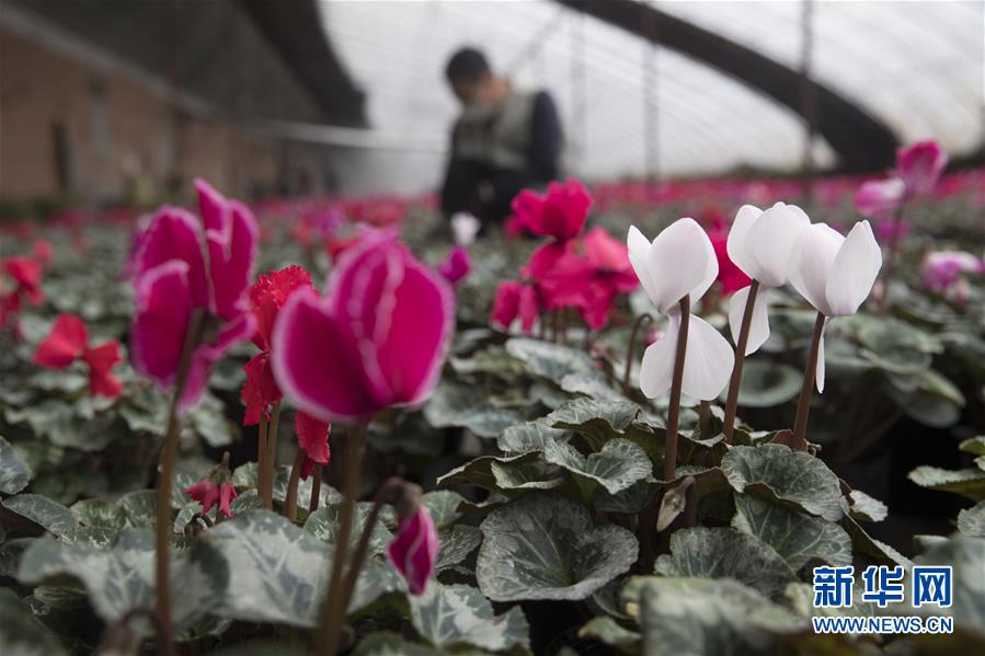 （在習近平新時代中國特色社會主義思想指引下&mdash;&mdash;新時代新作為新篇章&middot;習近平總書記關切事&middot;圖文互動）（2）希望的田野，希望的春天&mdash;&mdash;各地農業(yè)生產新動態(tài)掃描