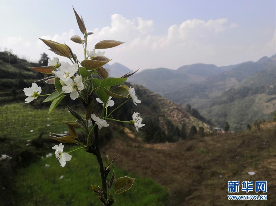 （決戰(zhàn)決勝脫貧攻堅&middot;圖文互動）（1）寄相思，償夙愿&mdash;&mdash;5封清明&ldquo;家書&rdquo;里的決戰(zhàn)決勝信念