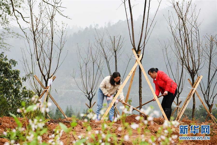 (決戰(zhàn)決勝脫貧攻堅(jiān)·圖文互動(dòng))政府種樹到農(nóng)家 培花育果再出發(fā)