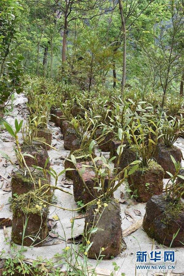 （決戰(zhàn)決勝脫貧攻堅(jiān)&middot;圖文互動(dòng)）（3）這個(gè)脫貧縣的石頭為何比土金貴？