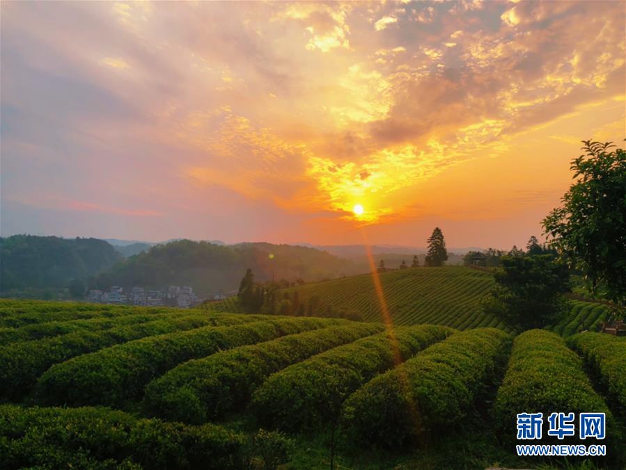 （決戰(zhàn)決勝脫貧攻堅(jiān)&middot;圖文互動(dòng)）（8）田野&ldquo;變奏&rdquo;讓薄土&ldquo;生金&rdquo;&mdash;&mdash;貴州農(nóng)村產(chǎn)業(yè)革命助推脫貧攻堅(jiān)見聞