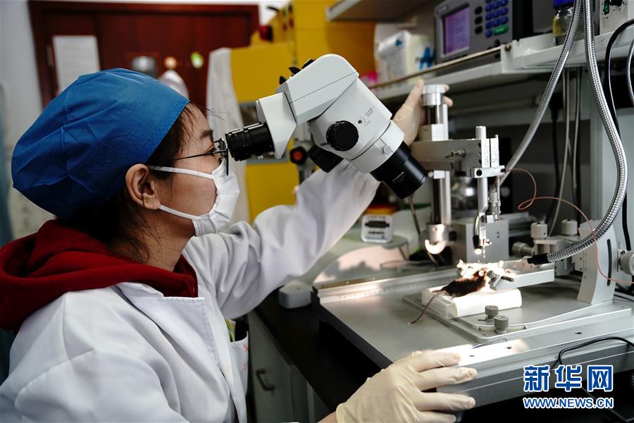 （圖文互動(dòng)）（2）攻擊行為如何被大腦控制？科學(xué)家在小鼠大腦中發(fā)現(xiàn)&ldquo;調(diào)節(jié)開關(guān)&rdquo;