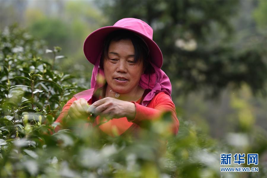 （新華全媒頭條&middot;圖文互動）（2）紅土地上的&ldquo;綠色減貧&rdquo;決戰(zhàn)&mdash;&mdash;大別山&ldquo;將軍縣&rdquo;金寨脫貧紀實