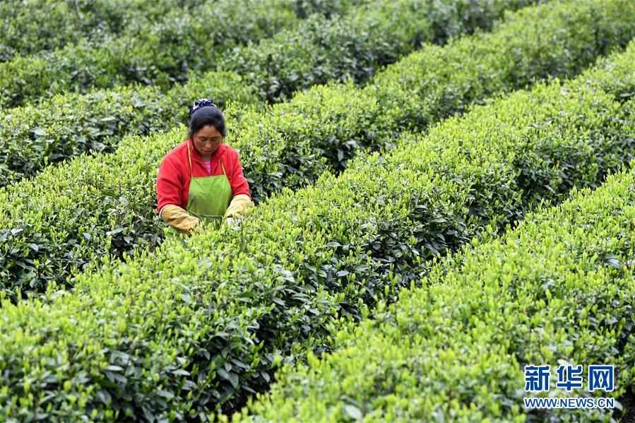 （新華全媒頭條&middot;圖文互動）（13）紅土地上的&ldquo;綠色減貧&rdquo;決戰(zhàn)&mdash;&mdash;大別山&ldquo;將軍縣&rdquo;金寨脫貧紀實