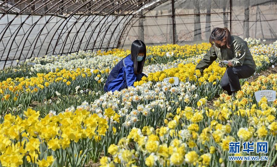 （圖文互動）（6）這座小城，鐫刻下怎樣的&ldquo;世園印記&rdquo;&mdash;&mdash;北京世園會開園一周年探訪延慶