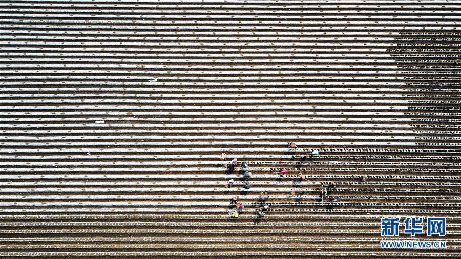 (新華全媒頭條·圖文互動)(4)讓中國飯碗端得更牢——“中華糧倉”春耕剪影