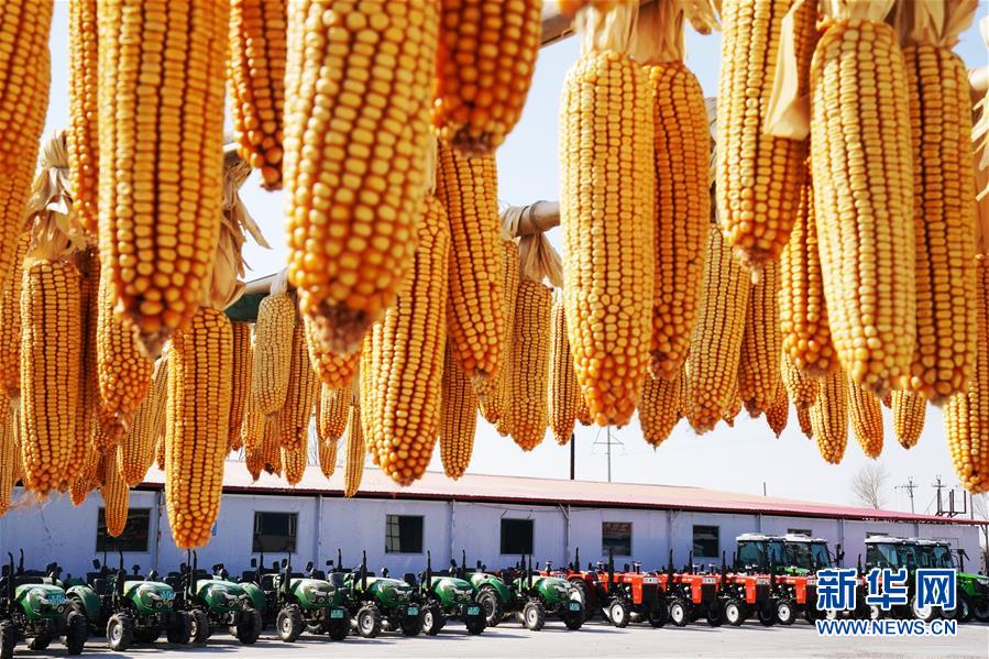 (新華全媒頭條·圖文互動)(5)讓中國飯碗端得更牢——“中華糧倉”春耕剪影