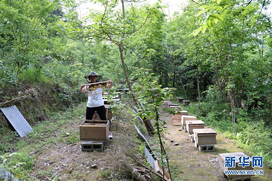 （決戰(zhàn)決勝脫貧攻堅(jiān)&middot;圖文互動(dòng)）（2）&ldquo;蜂妹子&rdquo;楊春竹：鄉(xiāng)村發(fā)展需要年輕人&rdquo;