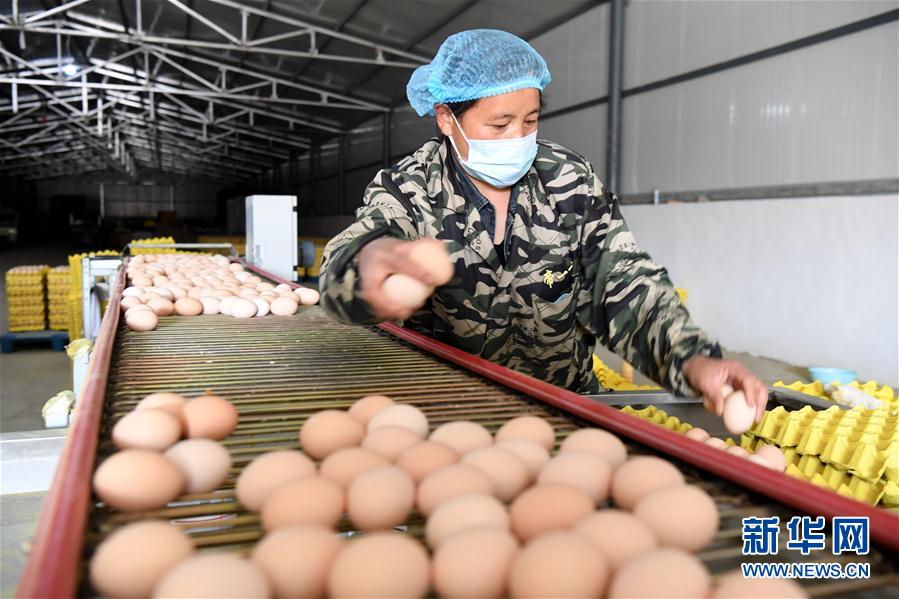 (決戰(zhàn)決勝脫貧攻堅(jiān)·圖文互動(dòng))(1)河南汝陽:發(fā)展特色種植養(yǎng)殖產(chǎn)業(yè)助力農(nóng)民脫貧