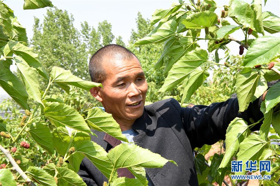 (決戰(zhàn)決勝脫貧攻堅(jiān)·圖文互動(dòng))(2)河南汝陽:發(fā)展特色種植養(yǎng)殖產(chǎn)業(yè)助力農(nóng)民脫貧