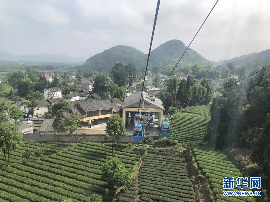 （決戰(zhàn)決勝脫貧攻堅(jiān)&middot;圖文互動）人均一畝茶 如此富萬家&mdash;&mdash;貴州鳳岡茶產(chǎn)業(yè)的嬗變
