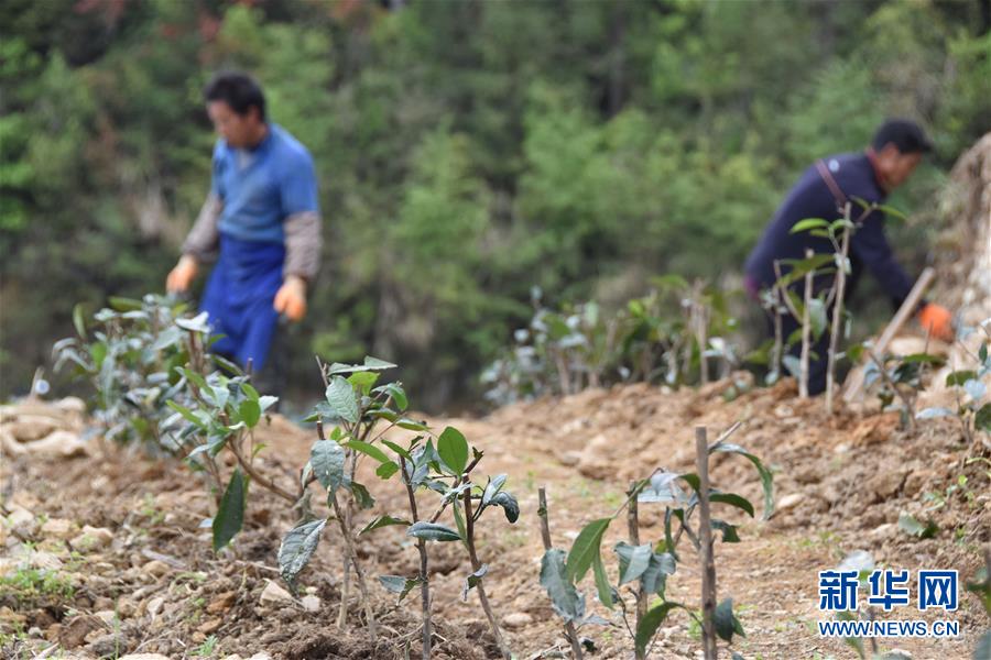 （圖片互動(dòng)）（3）再訪(fǎng)貴州極貧鄉(xiāng)鎮(zhèn)看&ldquo;四變&rdquo;