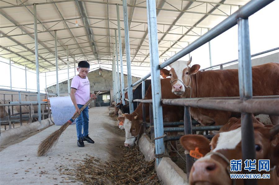 （新華全媒頭條&middot;圖文互動）（7）刺梨花開滿山紅&mdash;&mdash;記在貴州脫貧攻堅(jiān)一線奮斗的殘疾人