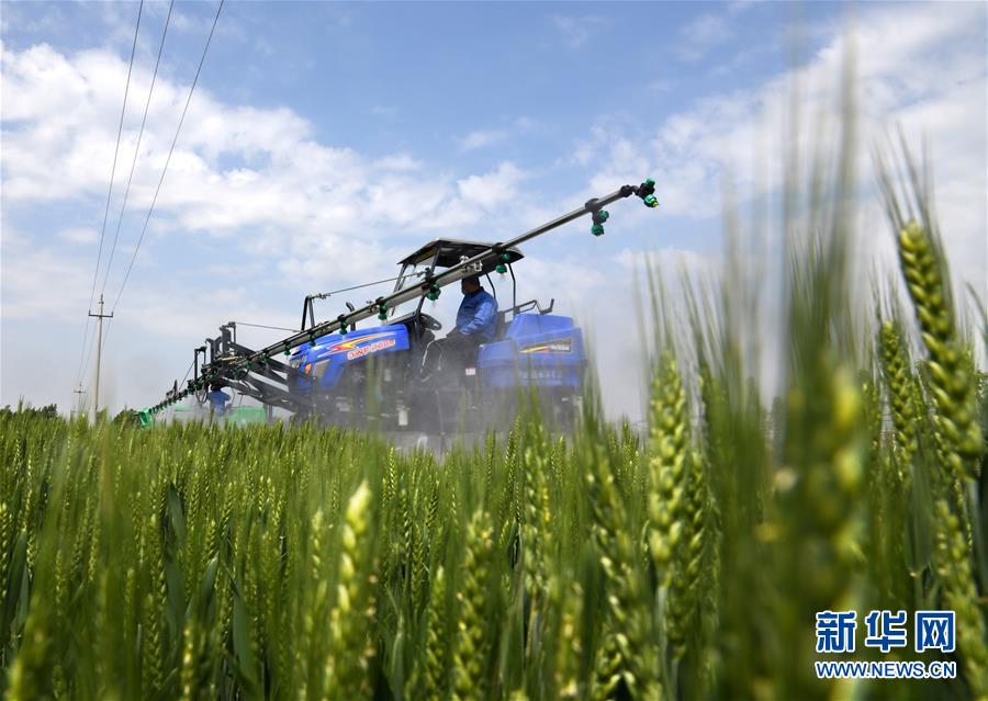 （在習(xí)近平新時(shí)代中國(guó)特色社會(huì)主義思想指引下&mdash;&mdash;新時(shí)代新作為新篇章&middot;習(xí)近平總書記關(guān)切事&middot;圖文互動(dòng)）（7）新農(nóng)事、新希望&mdash;&mdash;夏收前田間新動(dòng)態(tài)掃描