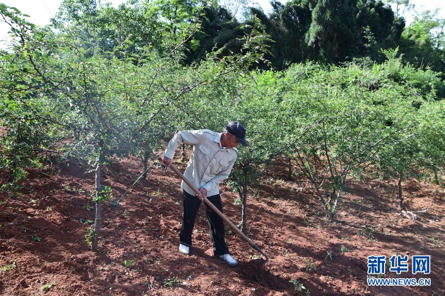 （決戰(zhàn)決勝脫貧攻堅(jiān)&middot;圖文互動）（4）暮投石壕村