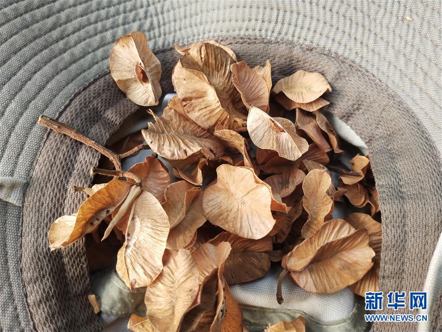 (圖文互動(dòng))(6)云南高黎貢山發(fā)現(xiàn)珍稀瀕危植物滇桐野生居群