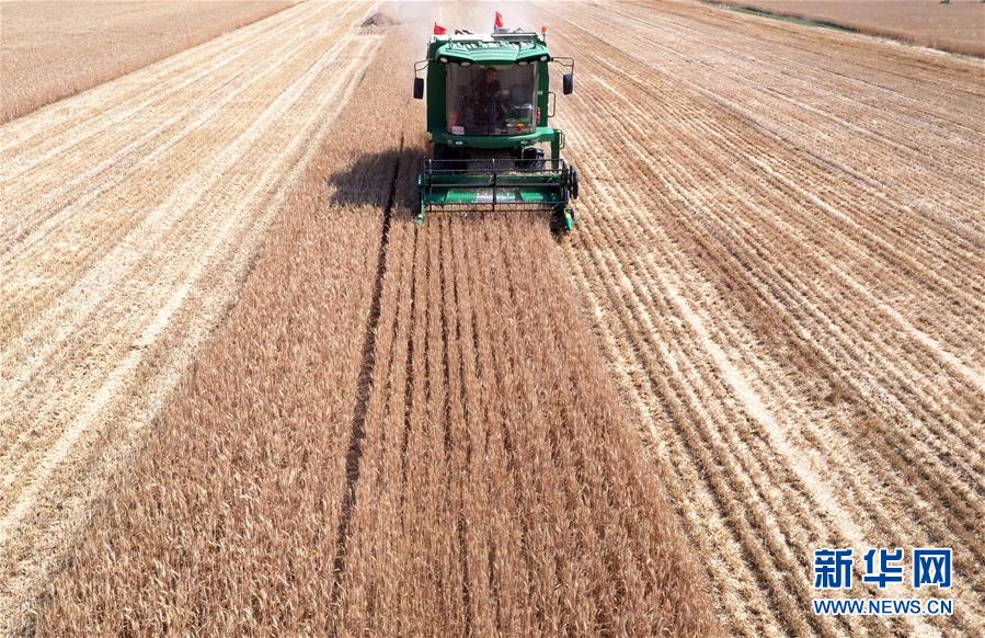 (關(guān)注三夏·圖文互動(dòng))(3)麥田“后浪”的農(nóng)事新說