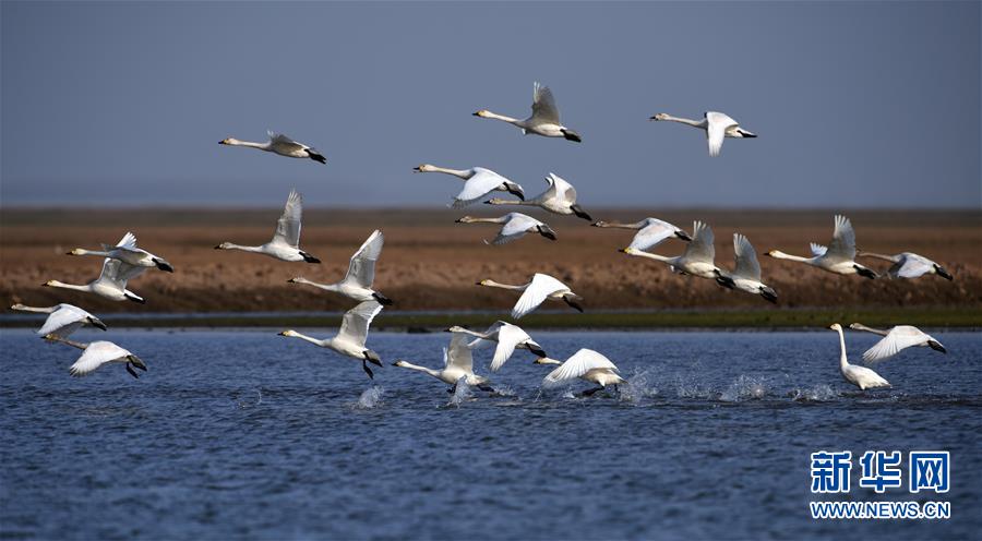 (新華全媒頭條·圖文互動)(10)大湖新歌——我國兩大淡水湖全面生態(tài)修復進行時