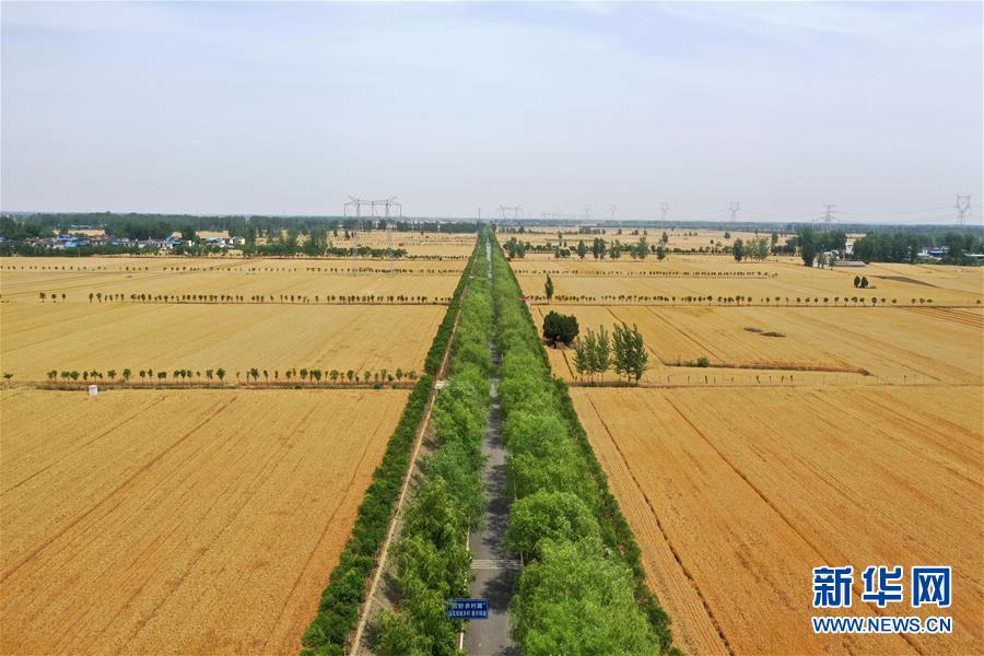 （新華全媒頭條&middot;圖文互動(dòng)）（1）庚子之豐&mdash;&mdash;2020年河南夏糧豐收?qǐng)D景