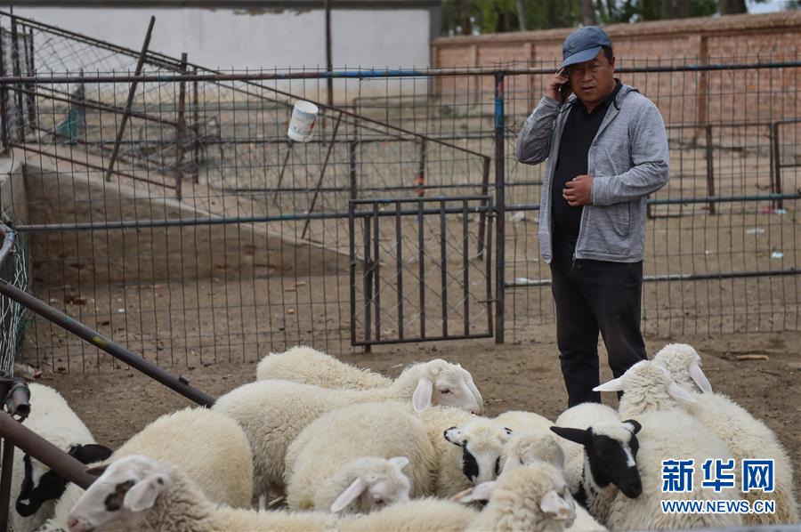 (決戰(zhàn)決勝脫貧攻堅(jiān)·圖文互動(dòng))(1)“活羊經(jīng)紀(jì)人”老白