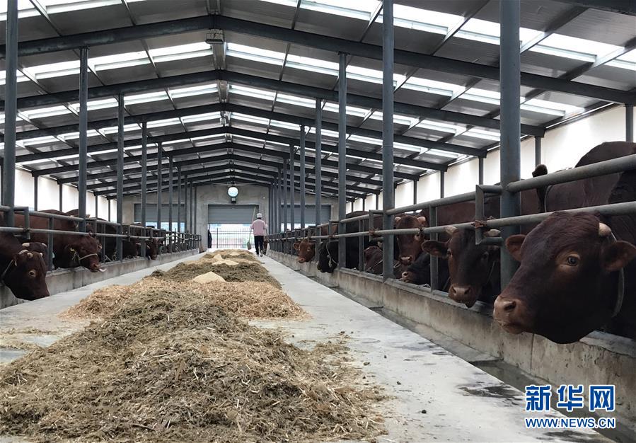 （決戰(zhàn)決勝脫貧攻堅&middot;圖文互動）（2）趕著&ldquo;紅牛&rdquo;奔小康