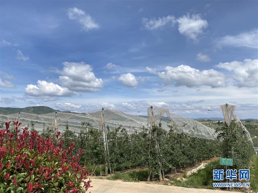 （決戰(zhàn)決勝脫貧攻堅&middot;圖文互動）（3）高原紅了，日子好了&mdash;&mdash;貴州海拔最高縣發(fā)展蘋果產(chǎn)業(yè)見聞