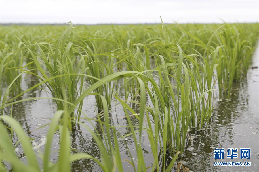 (走向我們的小康生活·圖文互動)(1)端牢“中國飯碗” 播種綠色小康