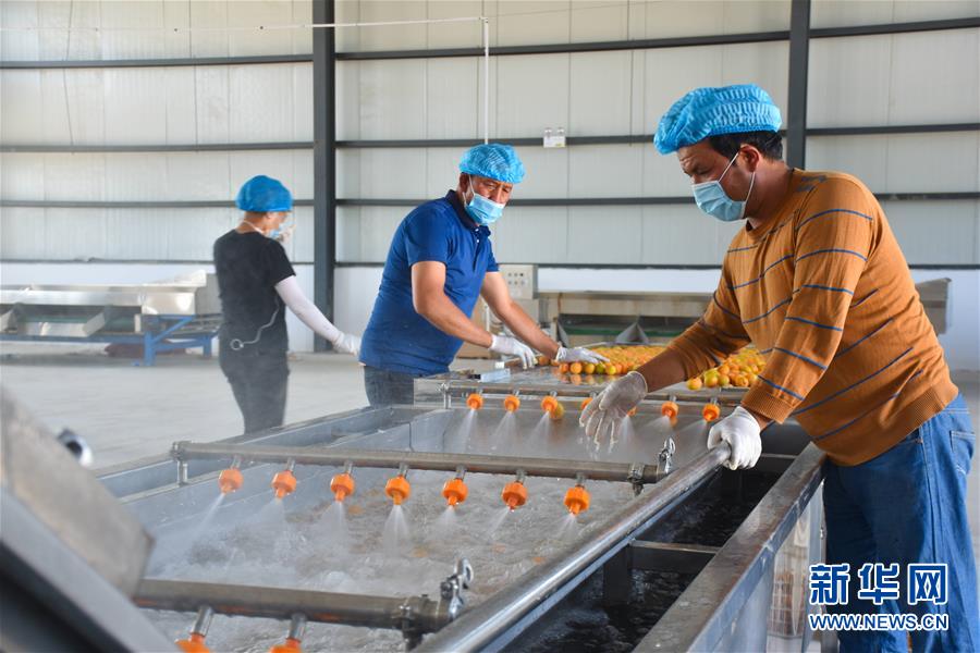 (決戰(zhàn)決勝脫貧攻堅·圖文互動)(3)新疆“杏鄉(xiāng)”:杏果飄香 走出深閨助脫貧