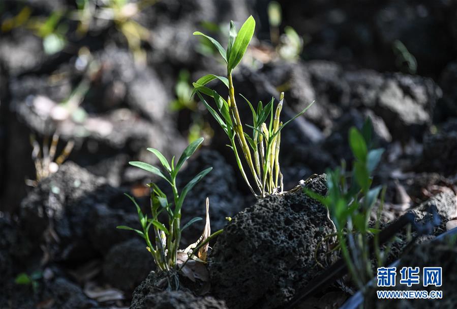 （新華全媒頭條&middot;走向我們的小康生活&middot;圖文互動）（13）留住鄉(xiāng)愁留住美&mdash;&mdash;千村競秀綴瓊州