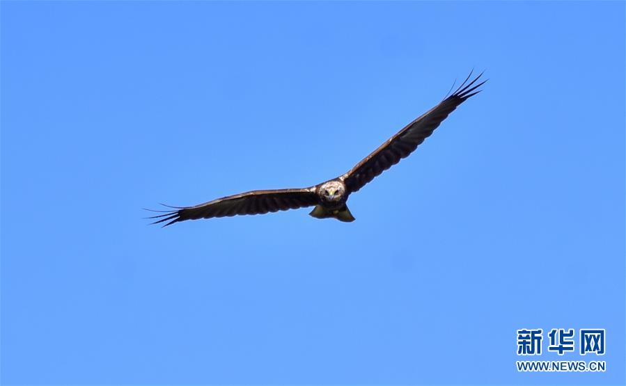 (新華網(wǎng)·圖文互動(dòng))(2)云南保山首次記錄到國(guó)家重點(diǎn)保護(hù)野生動(dòng)物白頭鷂