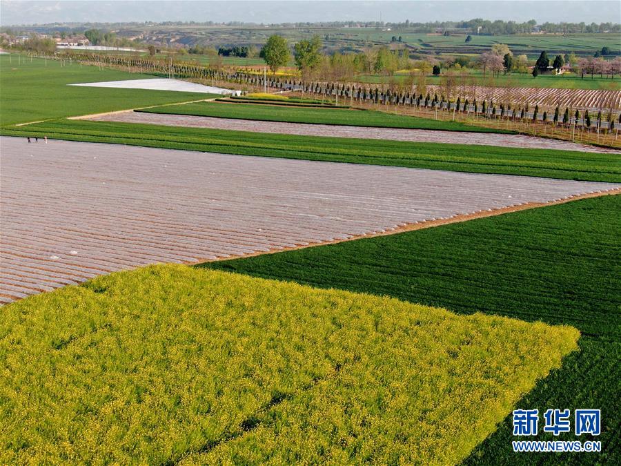 (在習近平新時代中國特色社會主義思想指引下——新時代新作為新篇章·習近平總書記關(guān)切事·圖文互動)(7)食為政首——穩(wěn)住農(nóng)業(yè)基本盤增添發(fā)展底氣