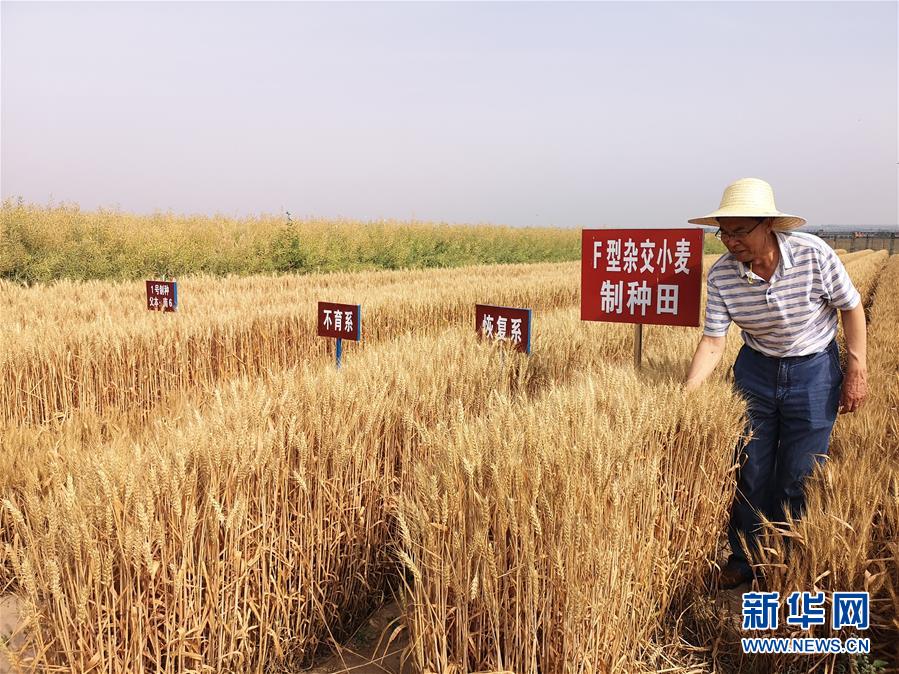 （在習(xí)近平新時(shí)代中國(guó)特色社會(huì)主義思想指引下&mdash;&mdash;新時(shí)代新作為新篇章&middot;習(xí)近平總書記關(guān)切事&middot;圖文互動(dòng)）（3）讓百姓吃得飽還要吃得好&mdash;&mdash;夯實(shí)糧食安全基礎(chǔ)端牢中國(guó)飯碗