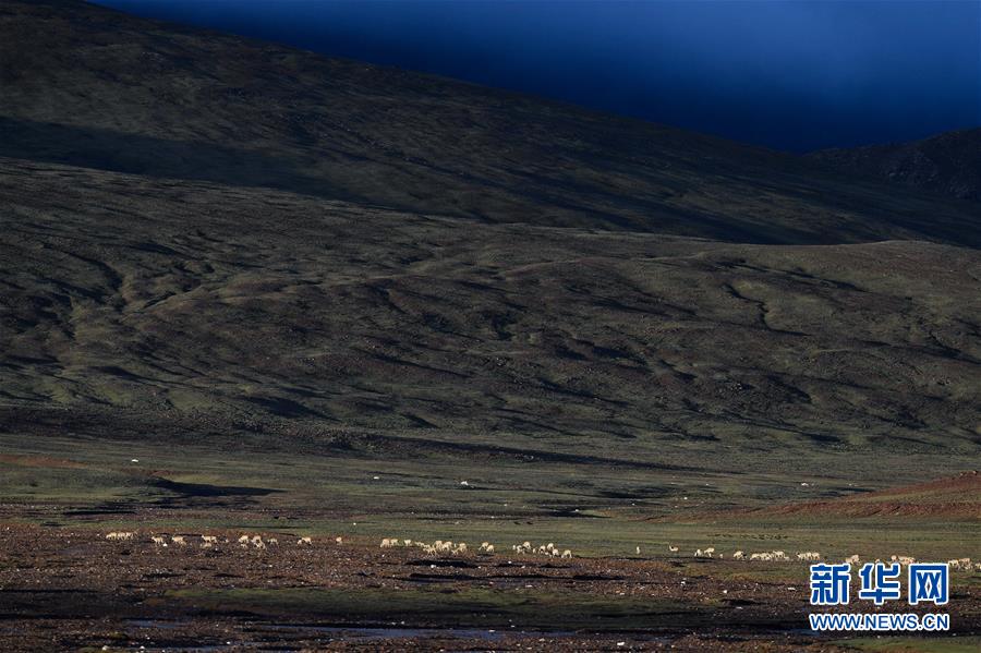 (圖文互動)(3)可可西里加強(qiáng)保護(hù) 十多年未聞盜獵槍聲