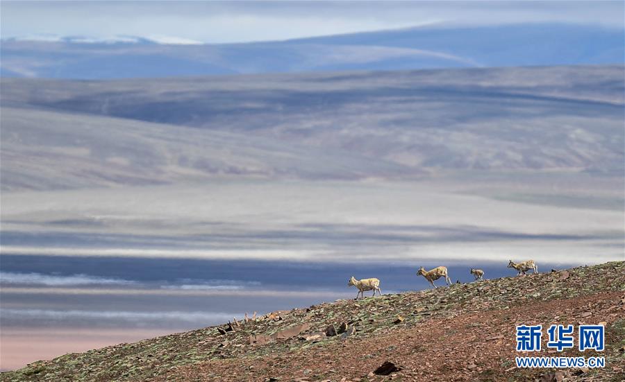 (圖文互動)(6)可可西里加強(qiáng)保護(hù) 十多年未聞盜獵槍聲