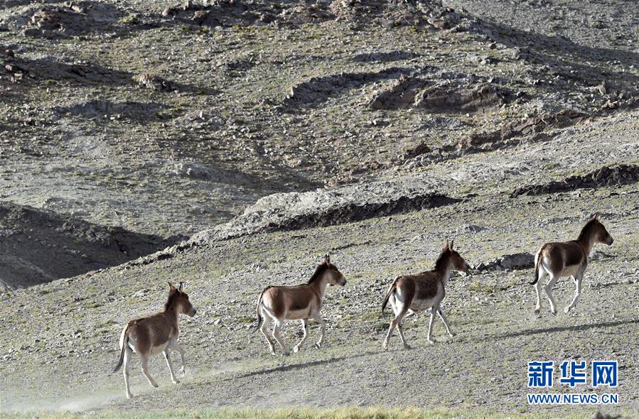 （在習(xí)近平新時(shí)代中國(guó)特色社會(huì)主義思想指引下&mdash;&mdash;新時(shí)代新作為新篇章&middot;習(xí)近平總書記關(guān)切事&middot;圖文互動(dòng)）（1）綠色映底蘊(yùn)，山水見初心&mdash;&mdash;生態(tài)優(yōu)先、綠色發(fā)展持續(xù)造福群眾美好生活